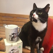 Kočičí kavárna Pohoda