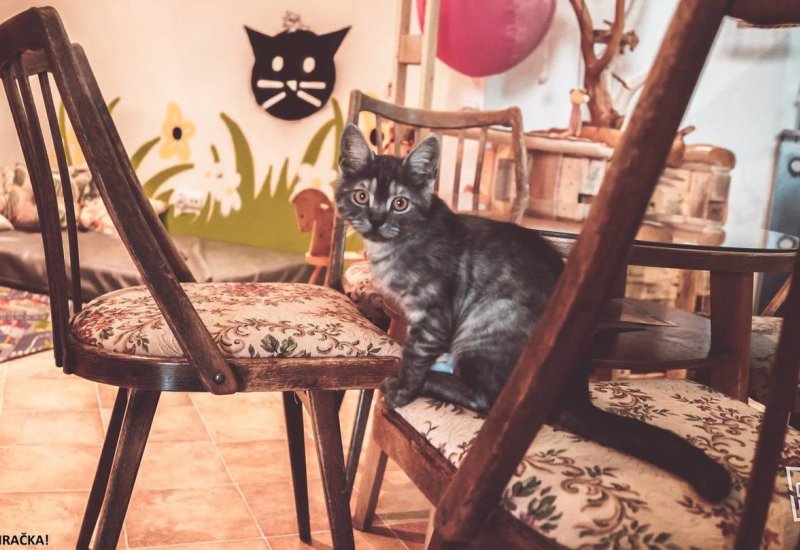 Kočcafé